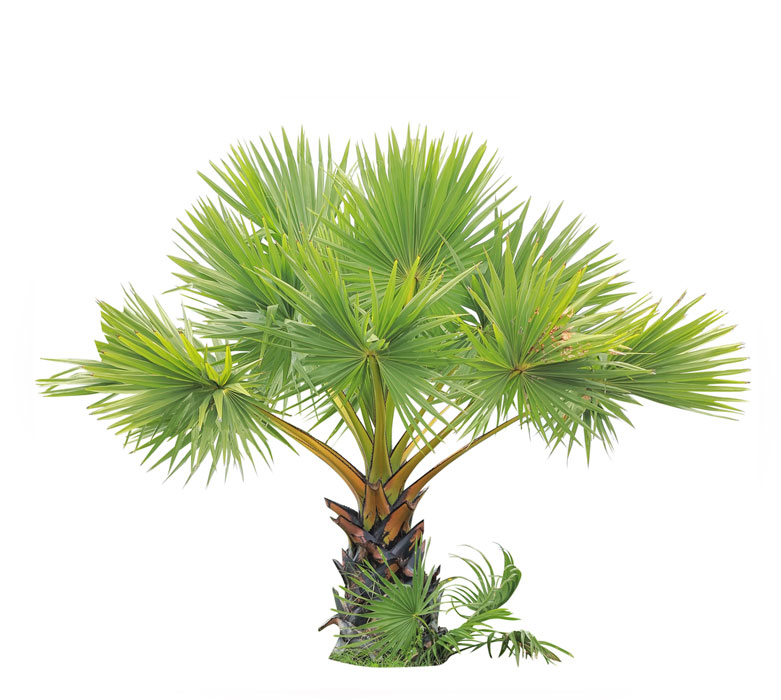 نهال نخل بادبزنی (واشنگتونیا) 